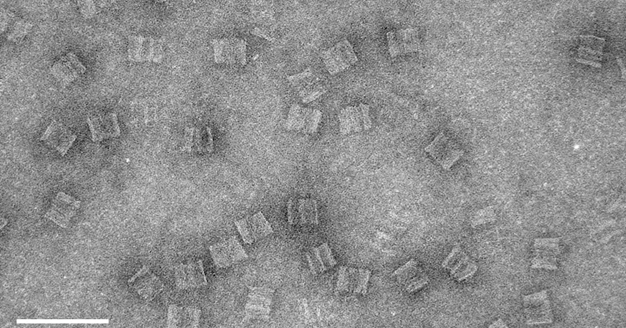 Next Big Future: Ido Bachelet announces 2015 human trial ...